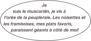 Je suis le muscardin, je vis à l’orée de la peupleraie. Les noisettes et les framboises, mes plats favoris,  paraissent géants à côté de moi!